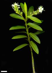 Veronica arganthera. Sprig. Scale = 10 mm.
 Image: M.J. Bayly & A.V. Kellow © Te Papa CC-BY-NC 3.0 NZ
